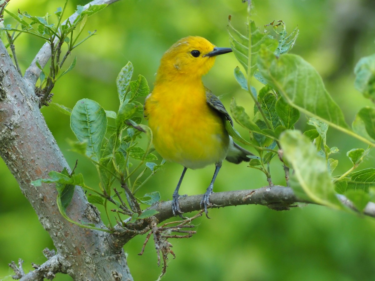 Prothonotary Warbler - ML619506665