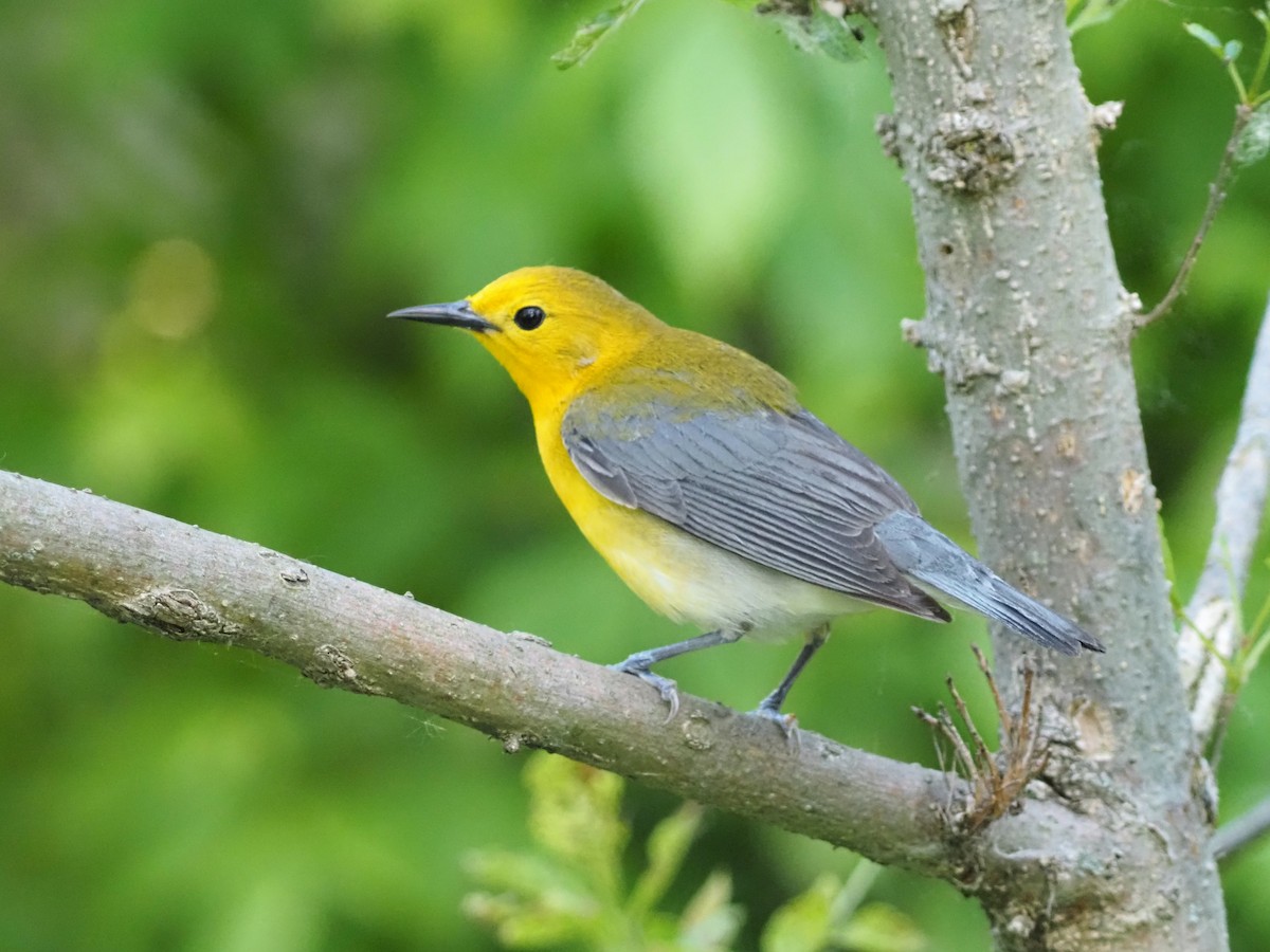 Prothonotary Warbler - ML619506666