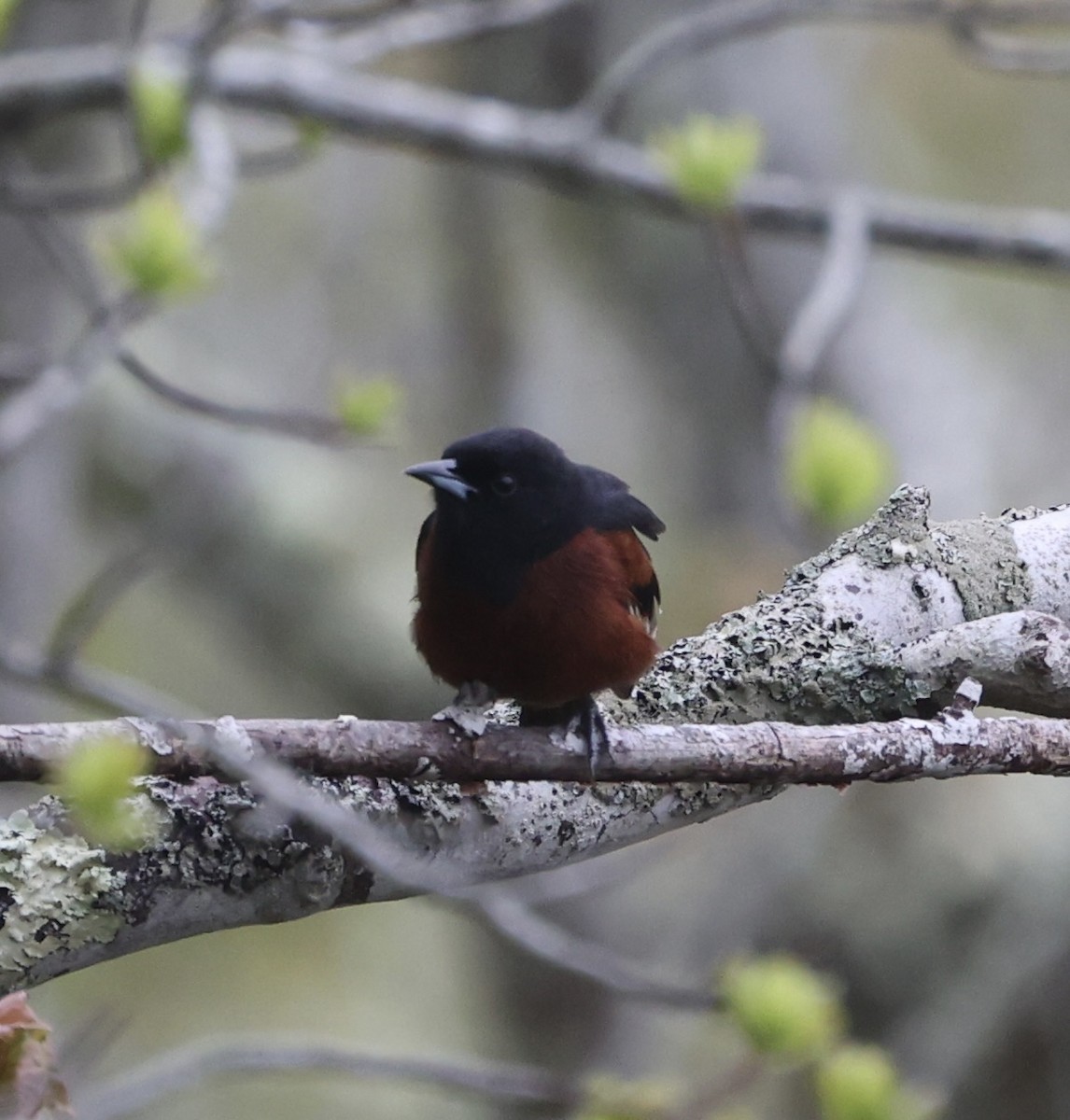Orchard Oriole - ML619506681