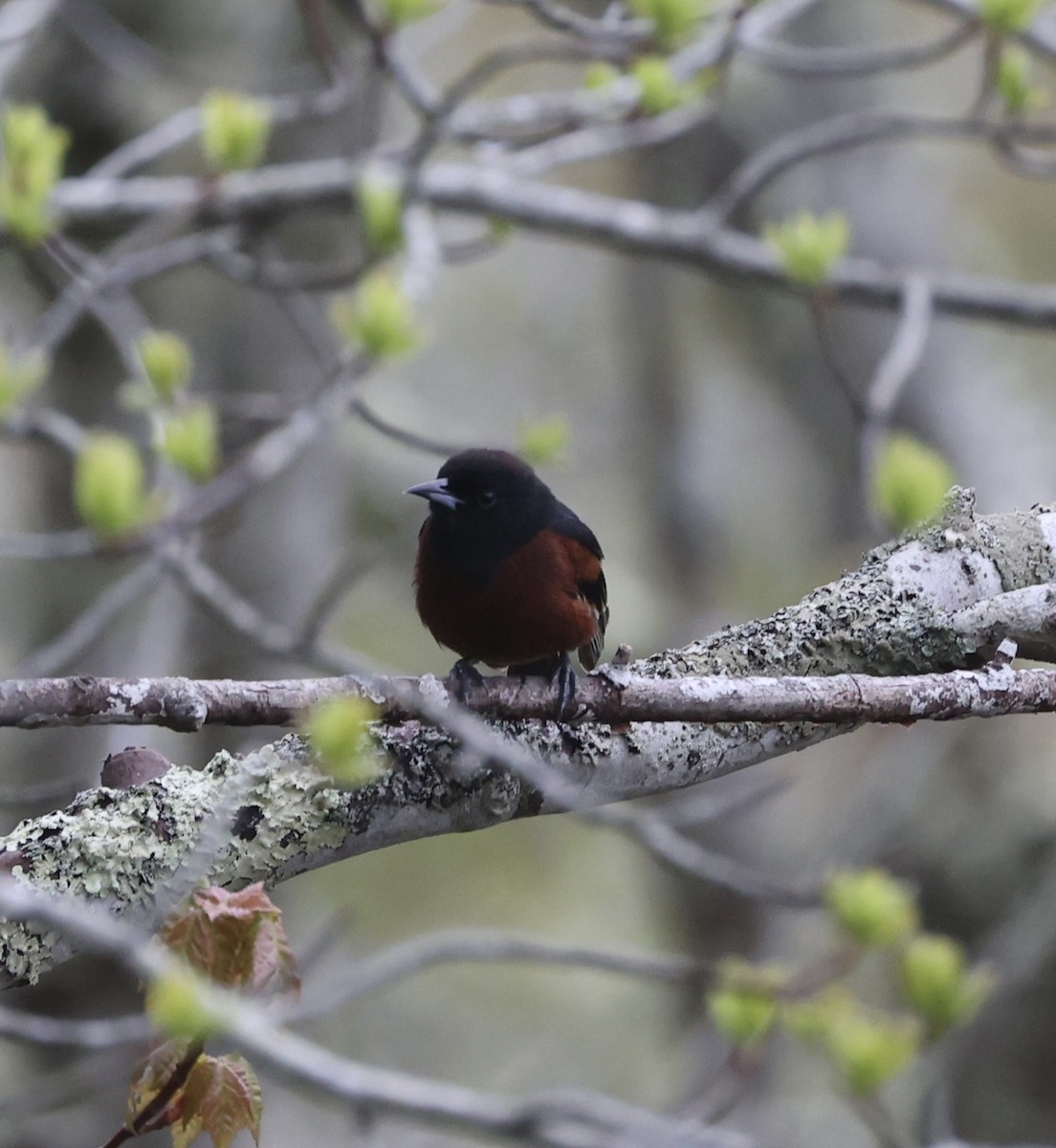 Orchard Oriole - ML619506700