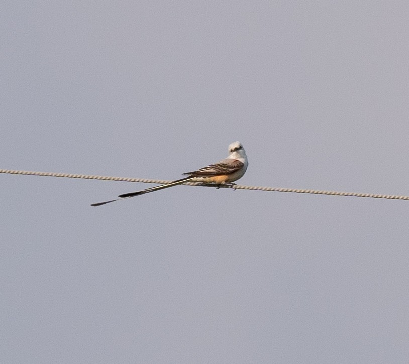 Scissor-tailed Flycatcher - ML619506740