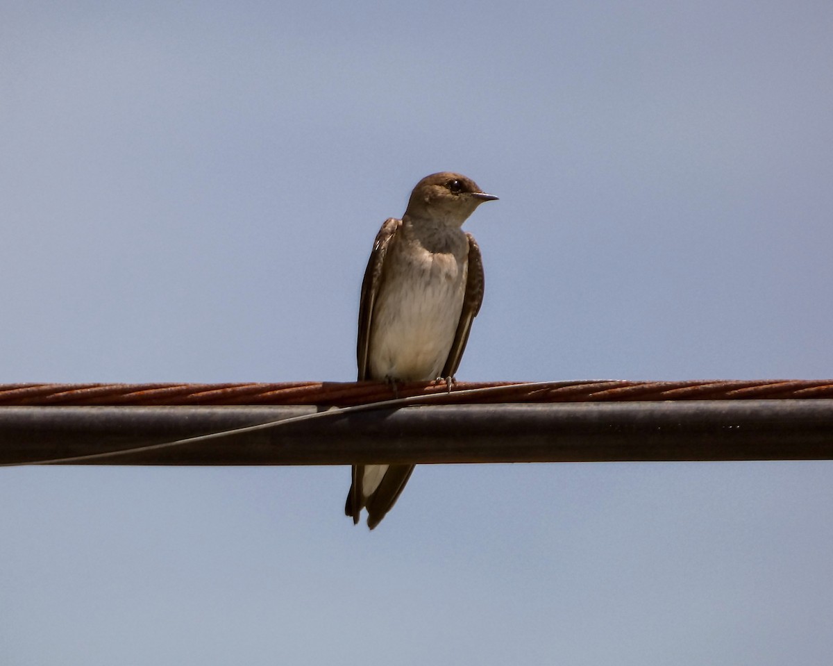 Northern Rough-winged Swallow - ML619506769