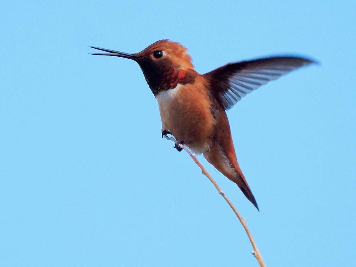 Rufous Hummingbird - ML619506823