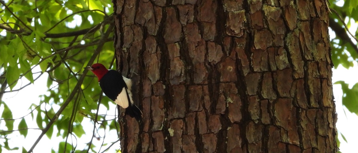 Red-headed Woodpecker - ML619506860
