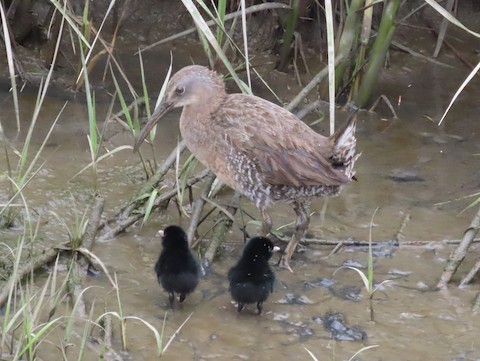 Clapper Rail - Ruth Bergstrom