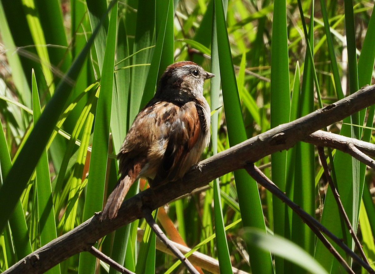 Swamp Sparrow - ML619506904