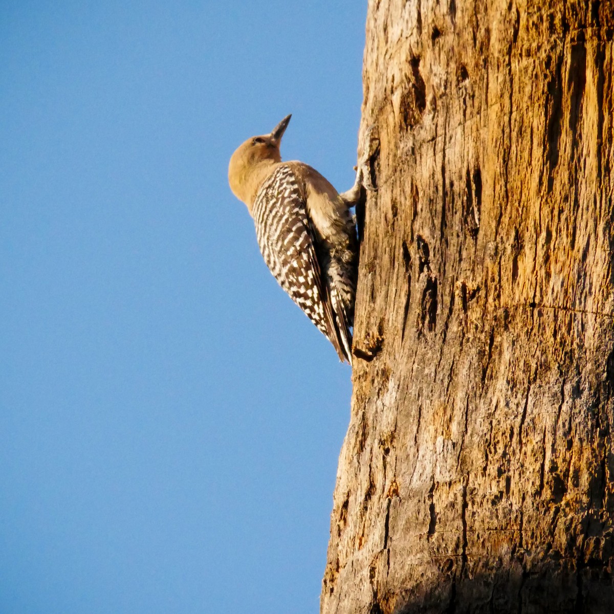Gila Woodpecker - ML619506923