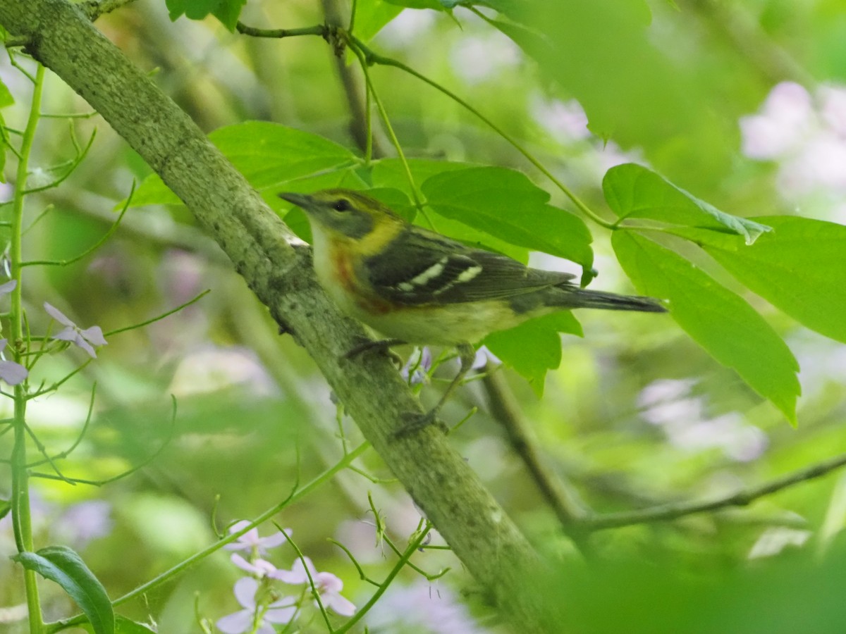 Bay-breasted Warbler - ML619506955