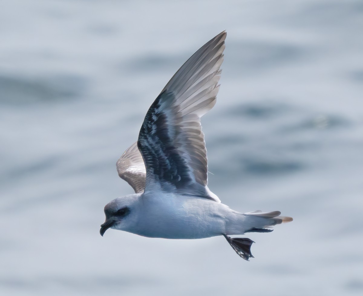 Fork-tailed Storm-Petrel - ML619506960