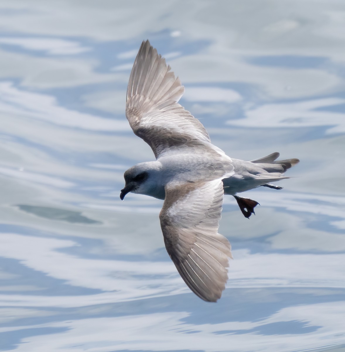 Fork-tailed Storm-Petrel - ML619506961