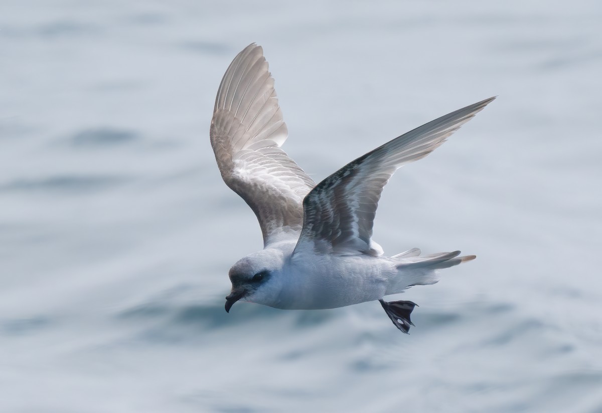 Fork-tailed Storm-Petrel - ML619506967