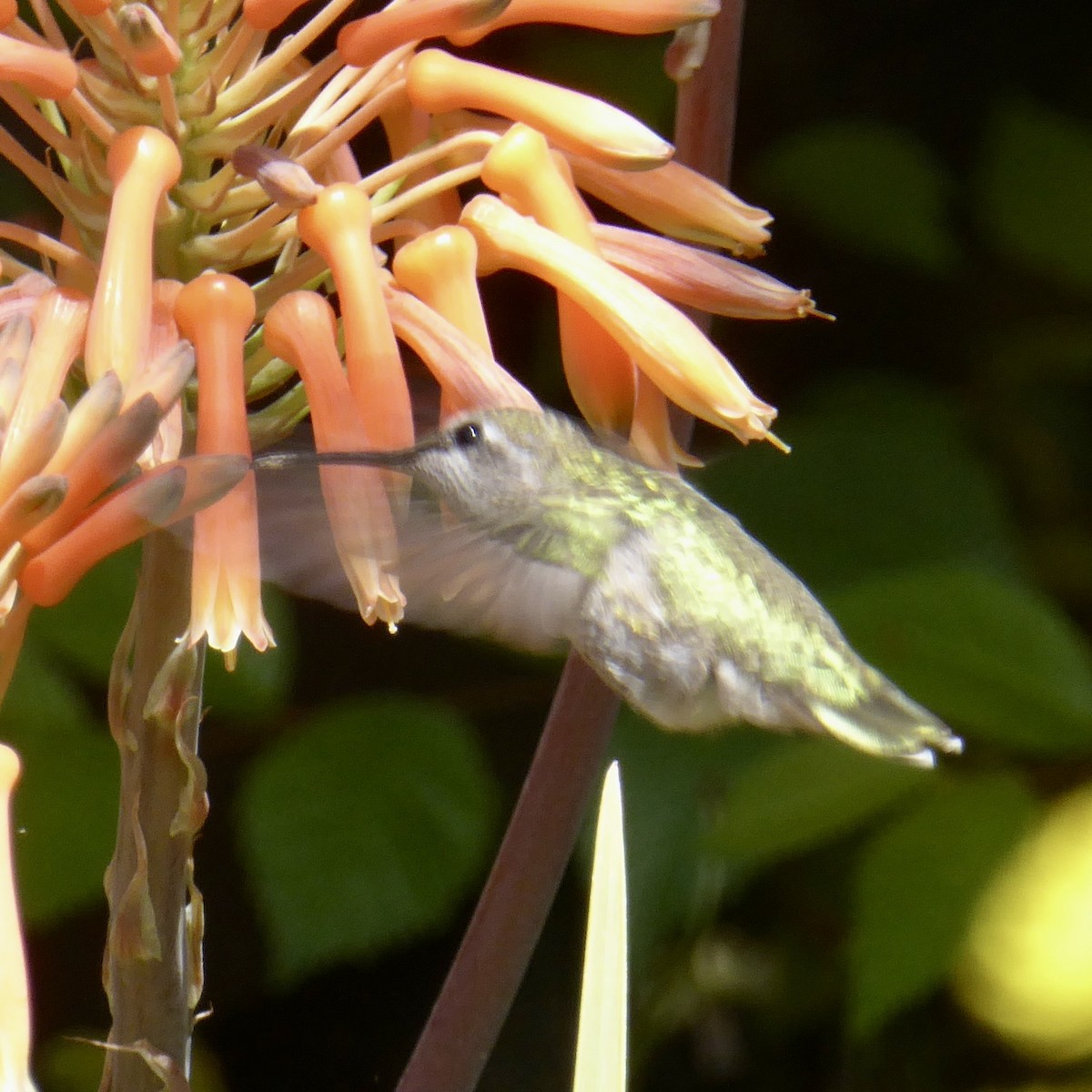 Anna's Hummingbird - ML619506985