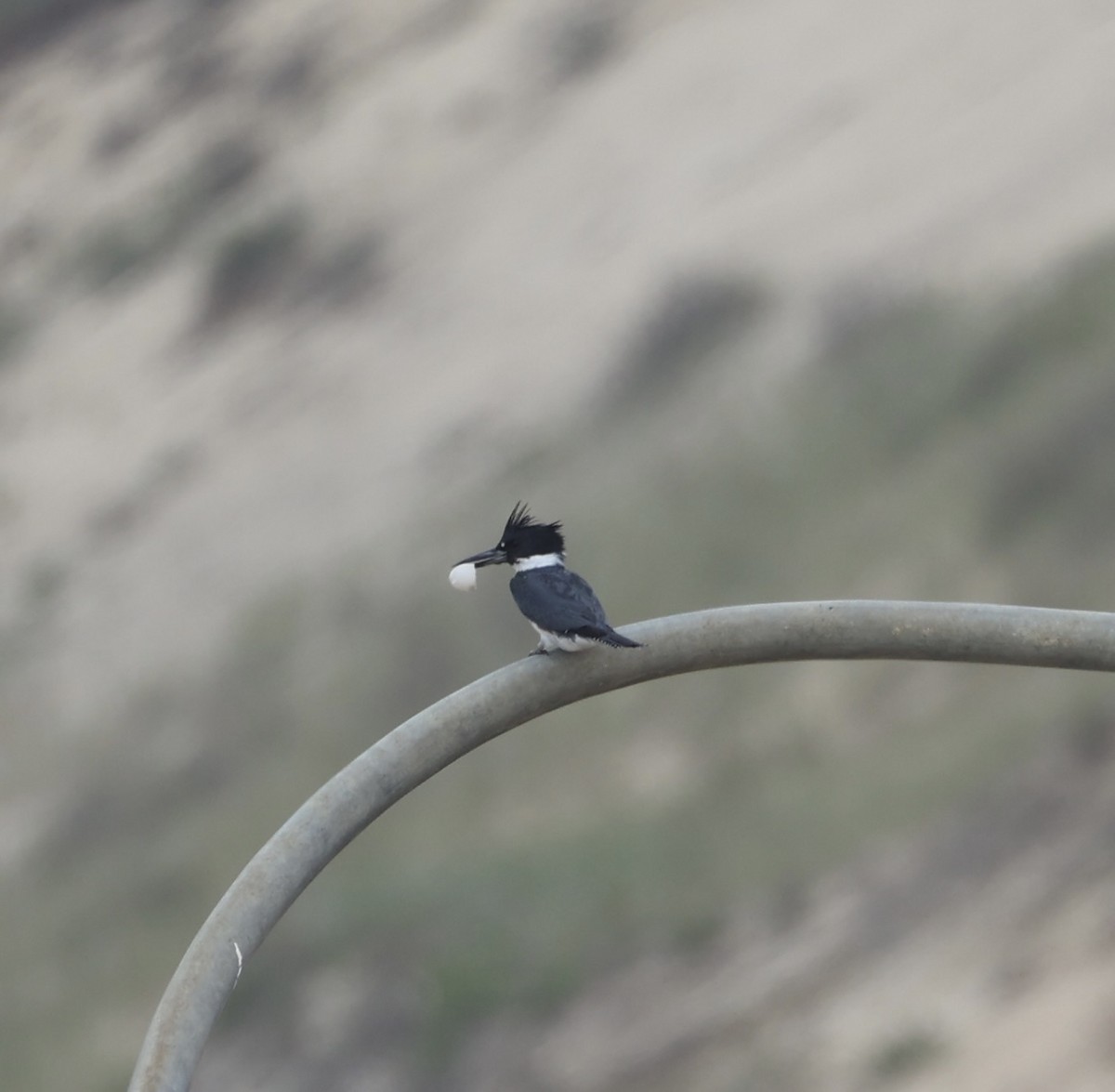 Belted Kingfisher - ML619506996