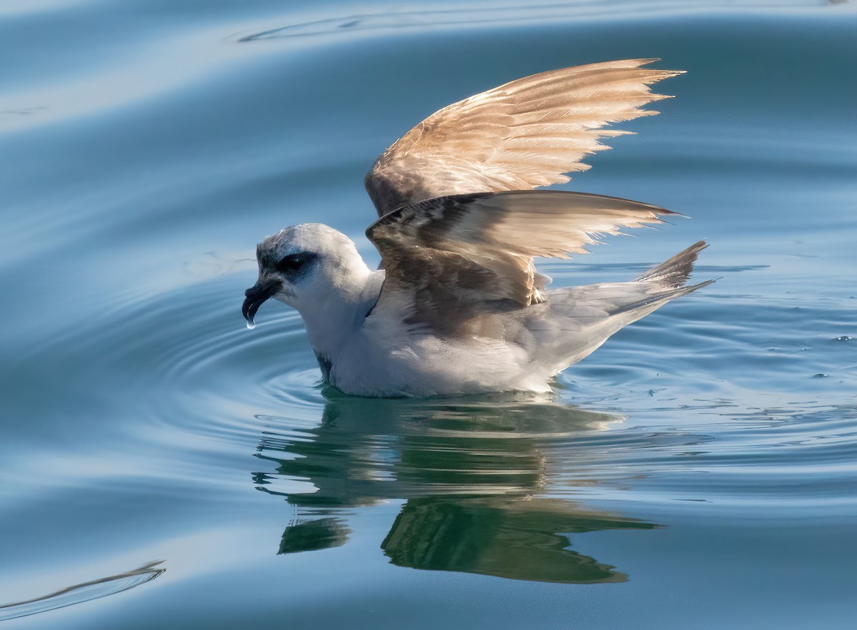 Fork-tailed Storm-Petrel - ML619507000