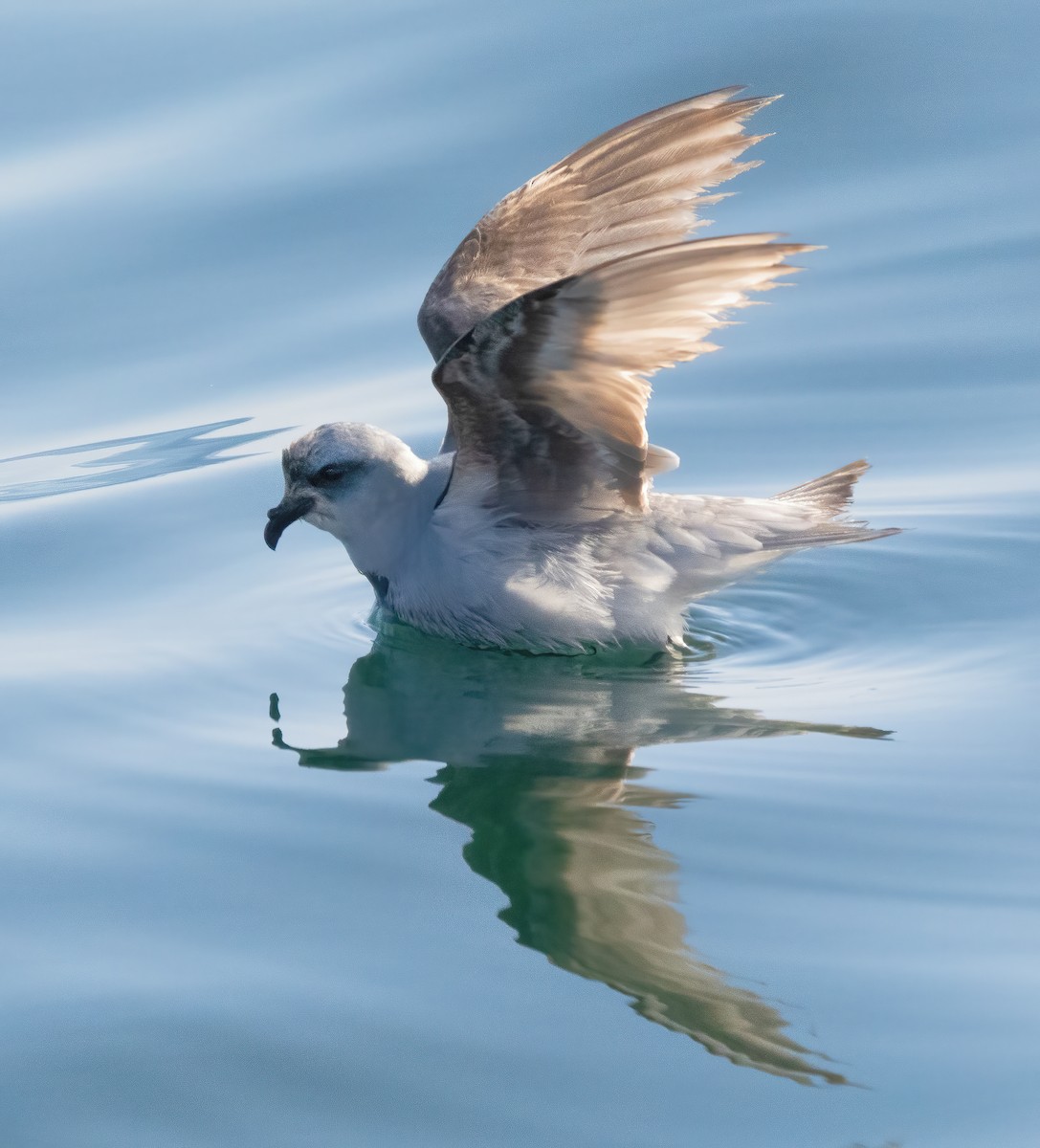 Fork-tailed Storm-Petrel - ML619507001
