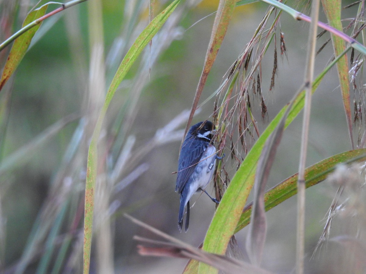Double-collared Seedeater - ML619507013