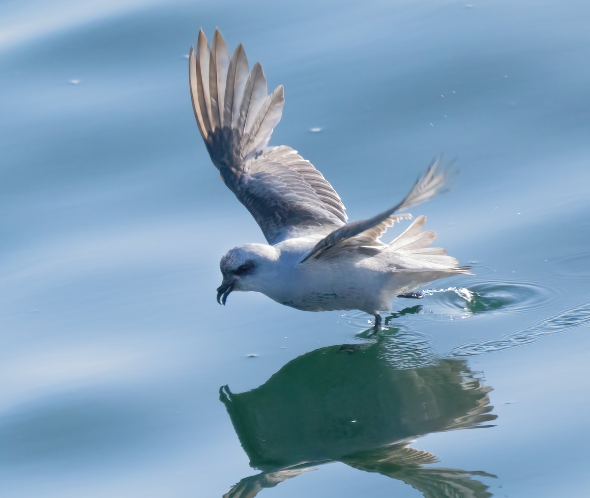 Fork-tailed Storm-Petrel - ML619507019