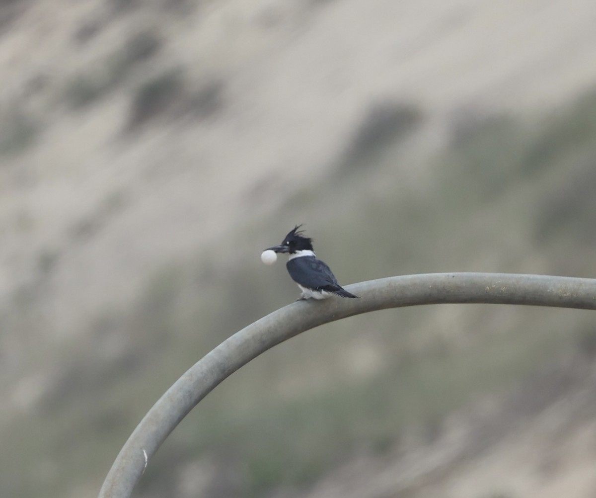 Belted Kingfisher - ML619507052
