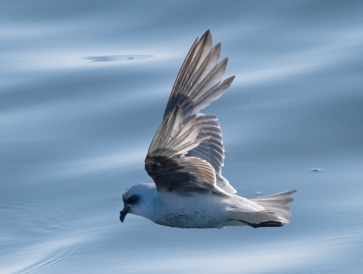 Fork-tailed Storm-Petrel - ML619507054