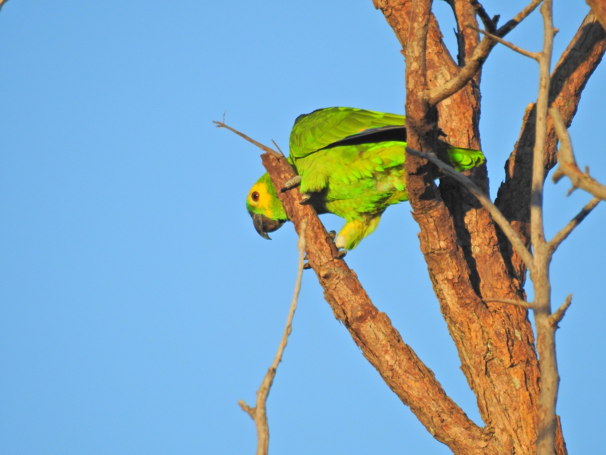 Turquoise-fronted Parrot - ML619507055