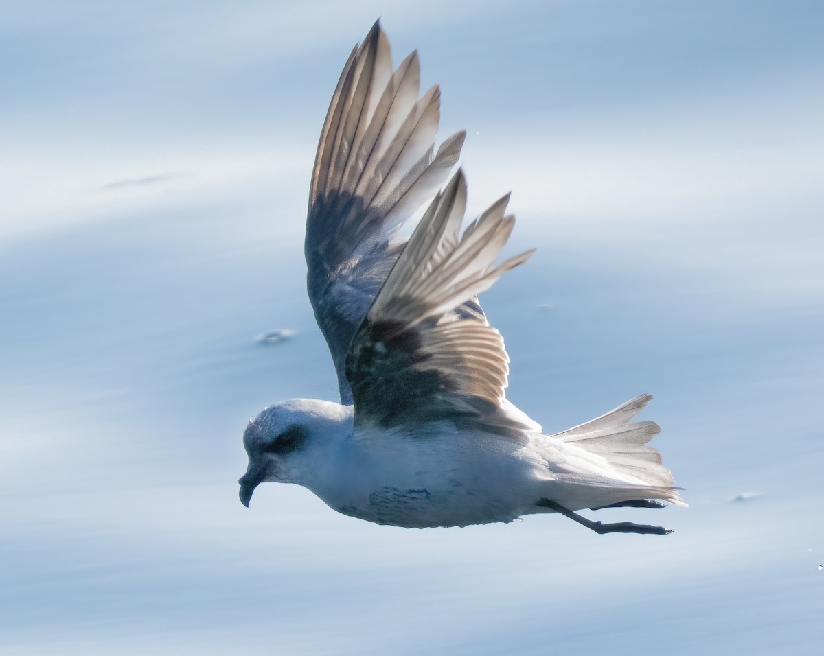 Fork-tailed Storm-Petrel - ML619507059