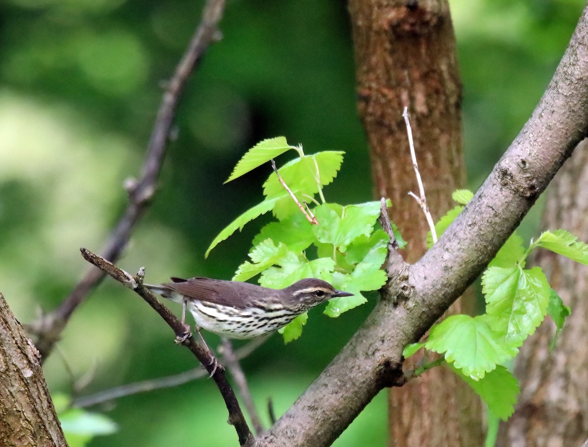 Northern Waterthrush - ML619507085