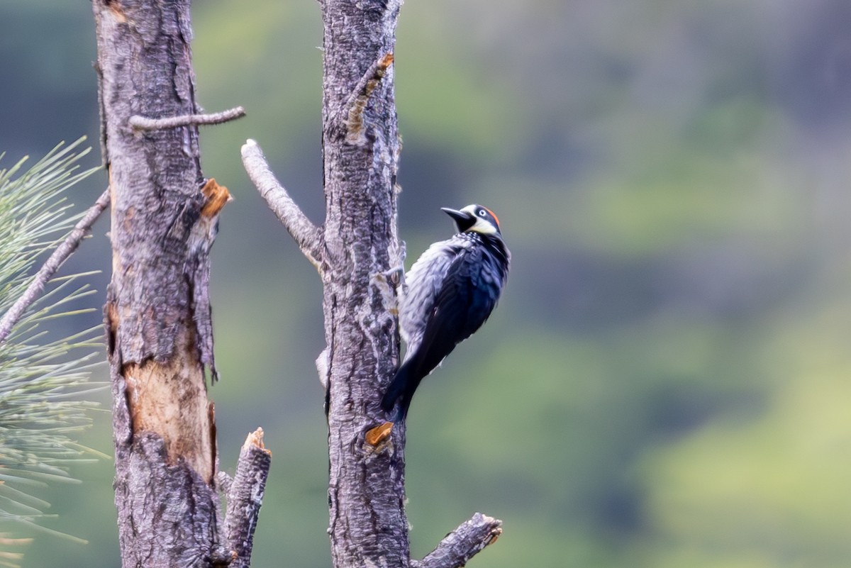 Acorn Woodpecker - ML619507120