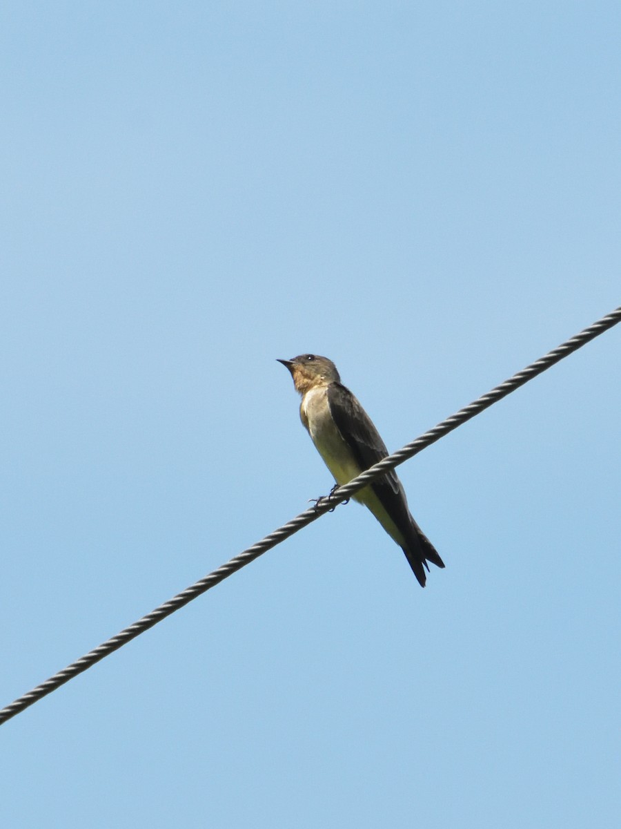 Southern Rough-winged Swallow - ML619507132