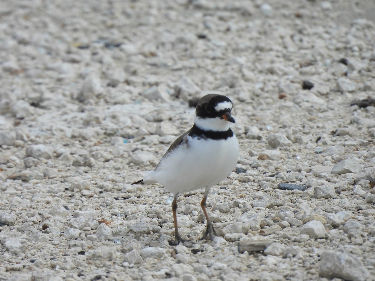 Semipalmated Plover - ML619507134