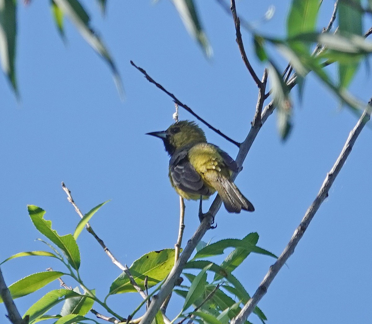 Orchard Oriole - ML619507142