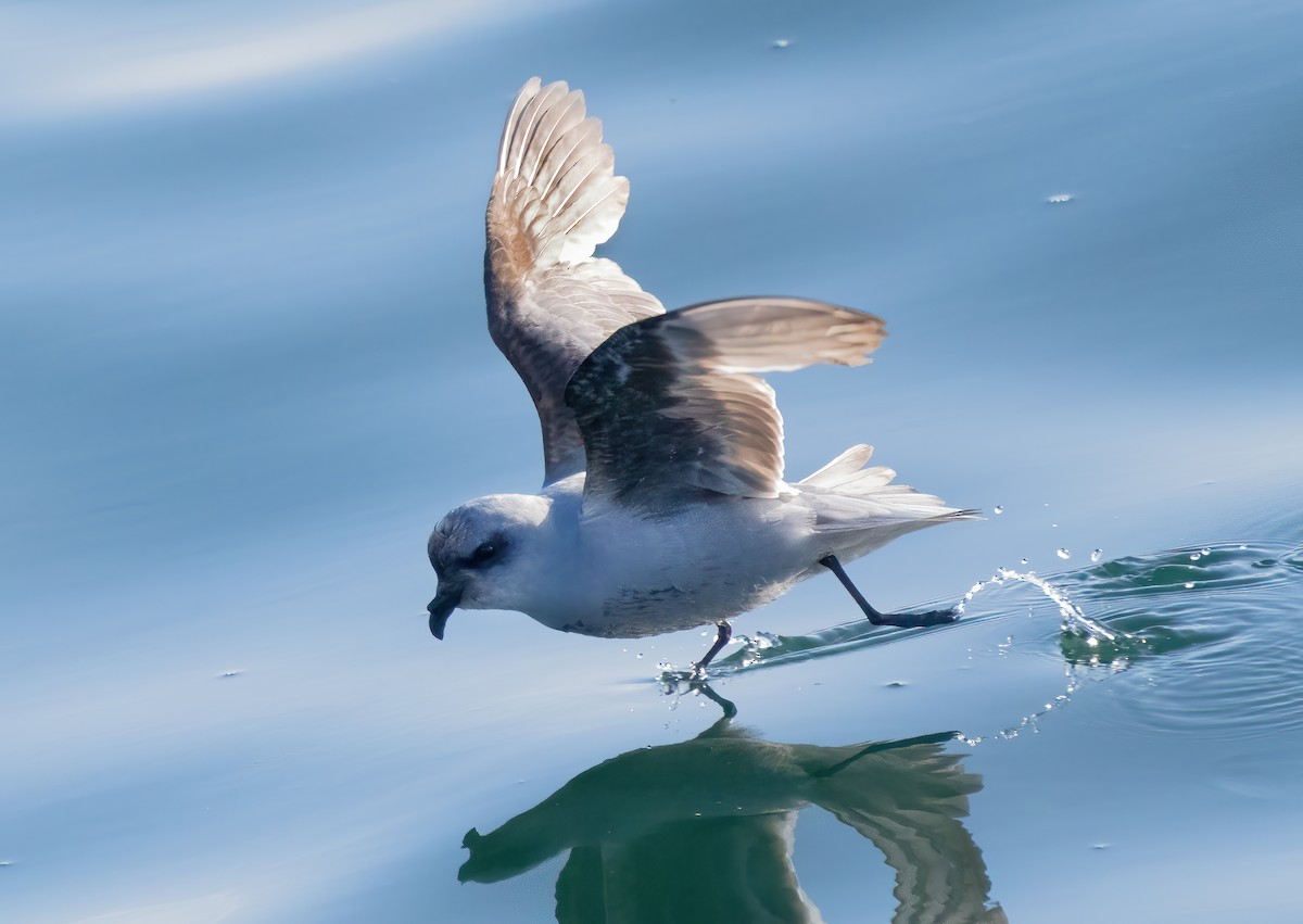 Fork-tailed Storm-Petrel - ML619507143