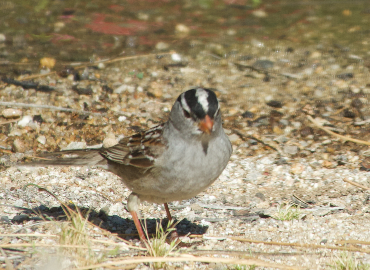 White-crowned Sparrow - ML619507155