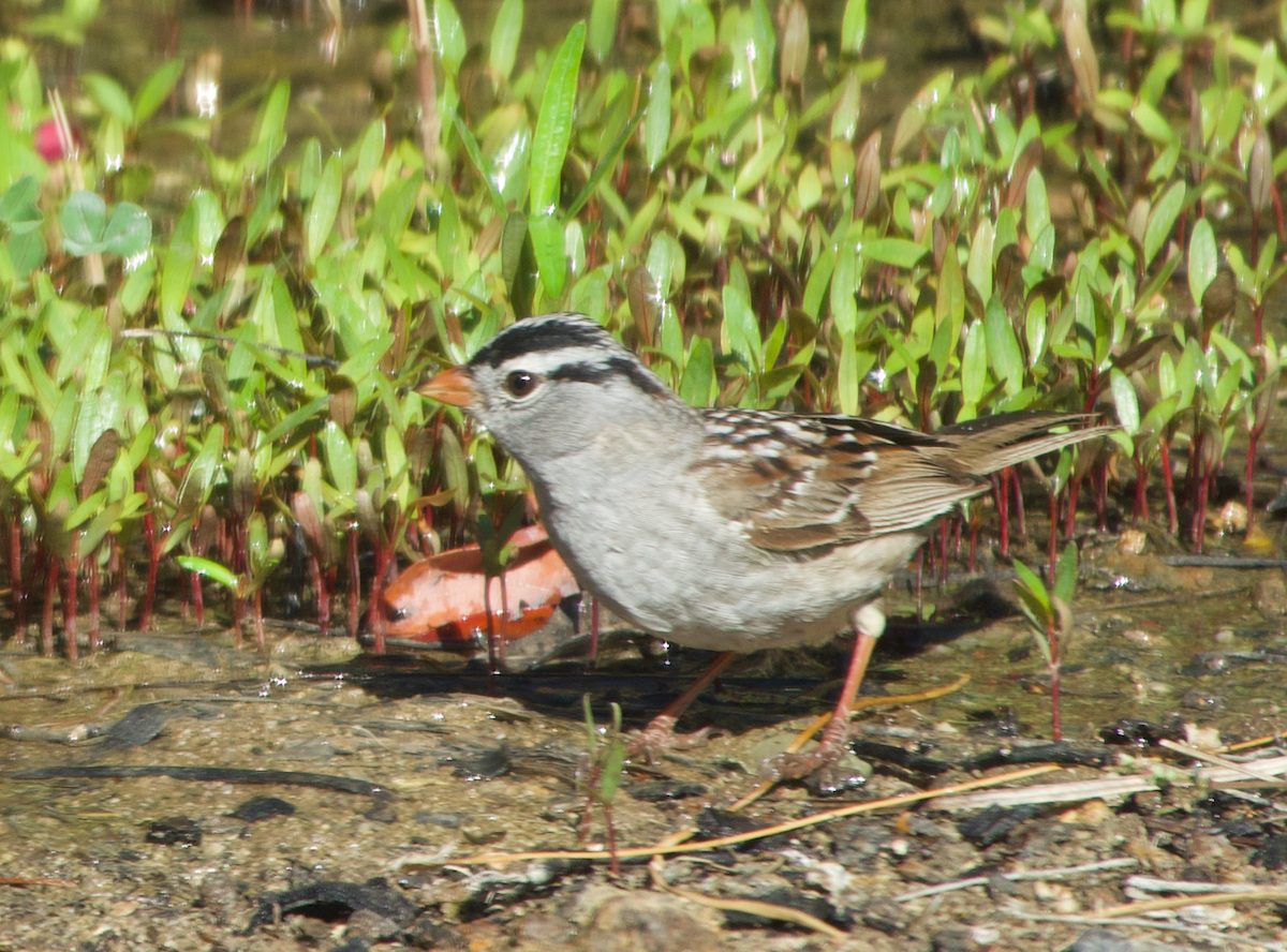White-crowned Sparrow - ML619507156