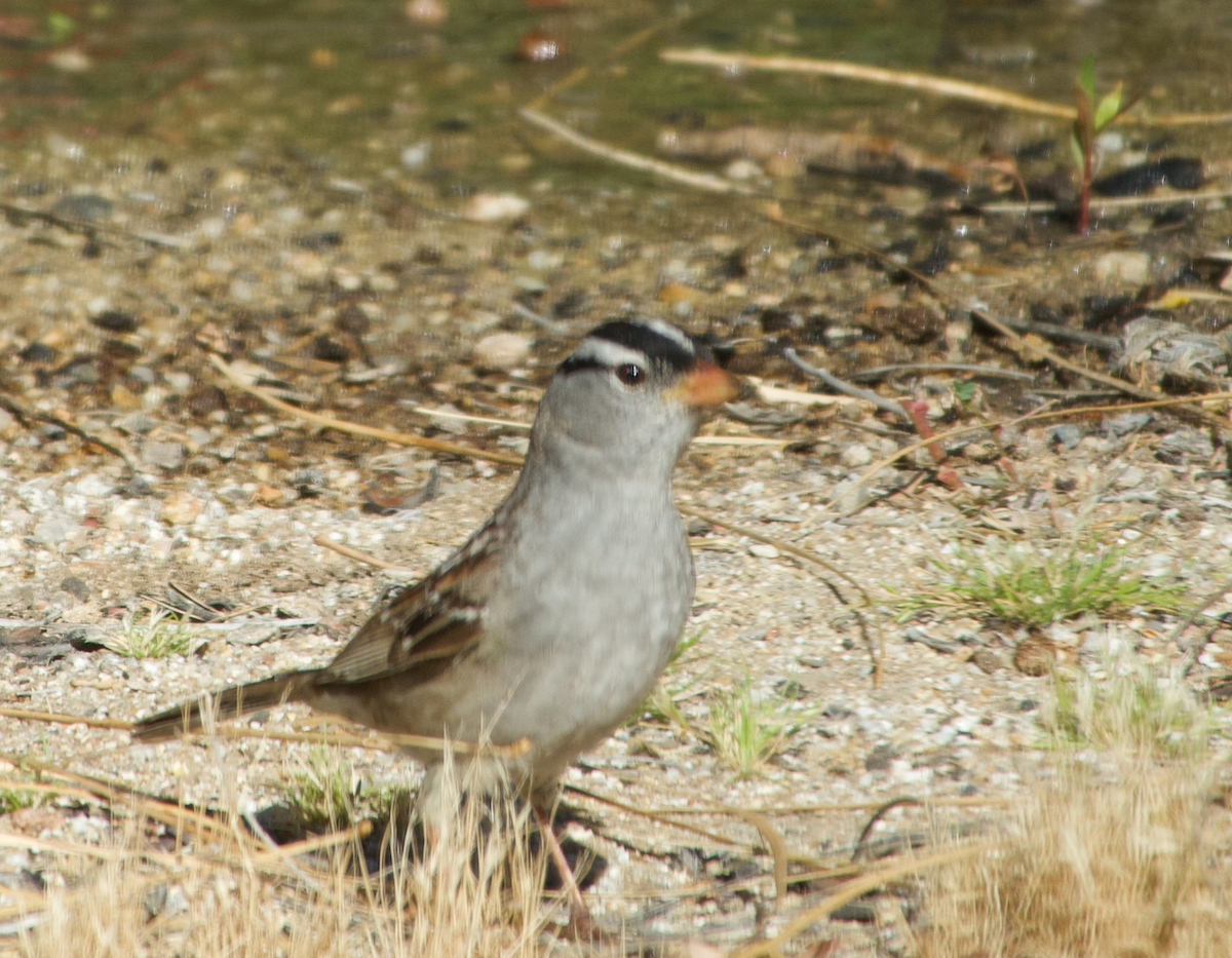 White-crowned Sparrow - ML619507157