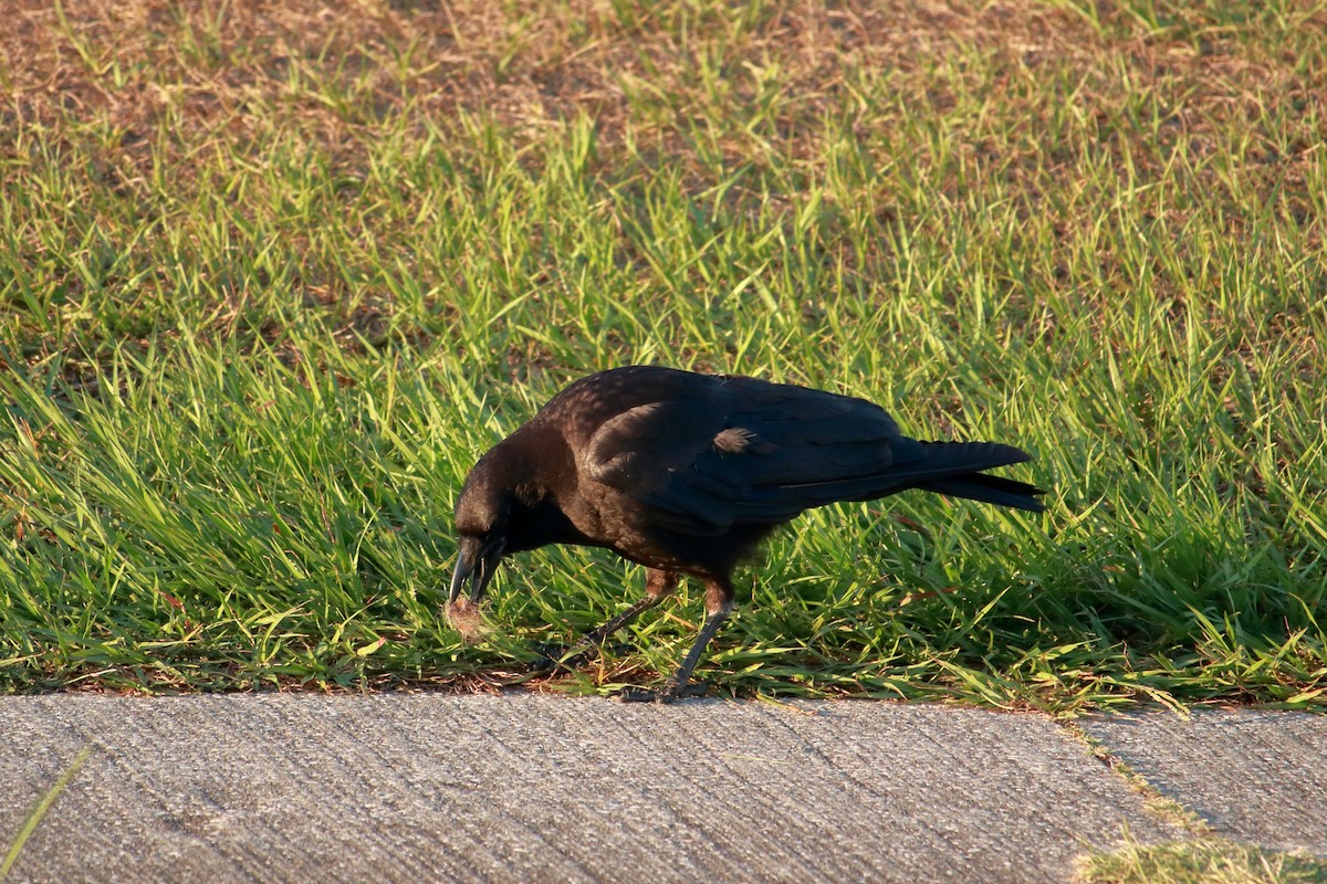 American Crow - ML619507159