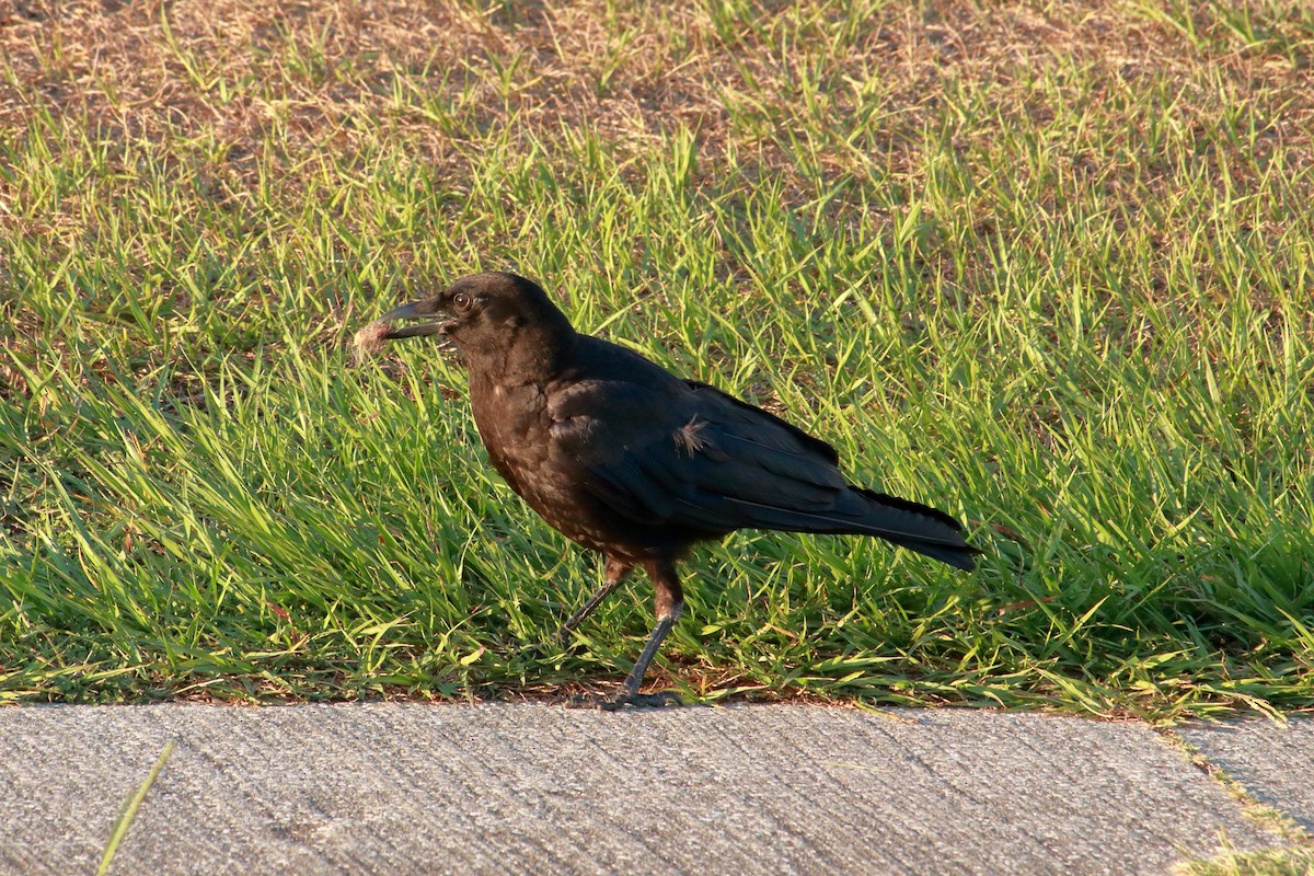 American Crow - ML619507161
