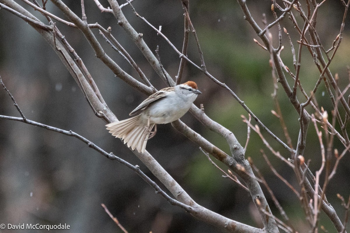 Chipping Sparrow - ML619507233