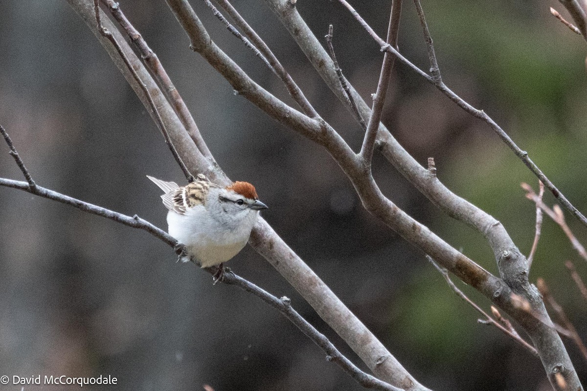 Chipping Sparrow - ML619507234
