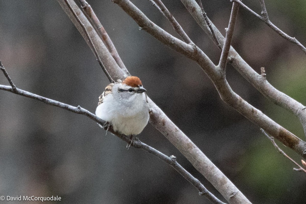 Chipping Sparrow - ML619507235