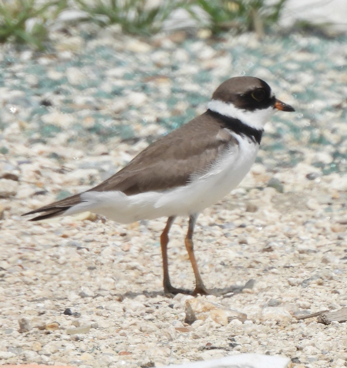 Semipalmated Plover - ML619507271