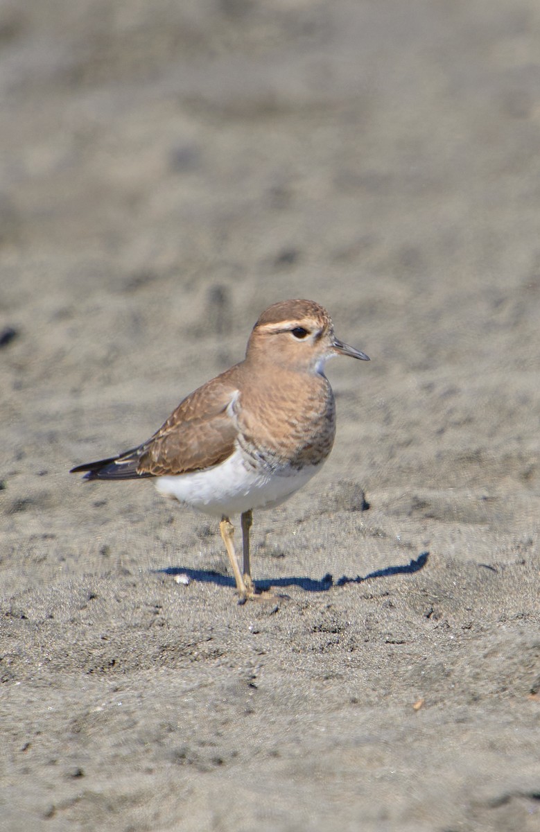 Rufous-chested Dotterel - ML619507282