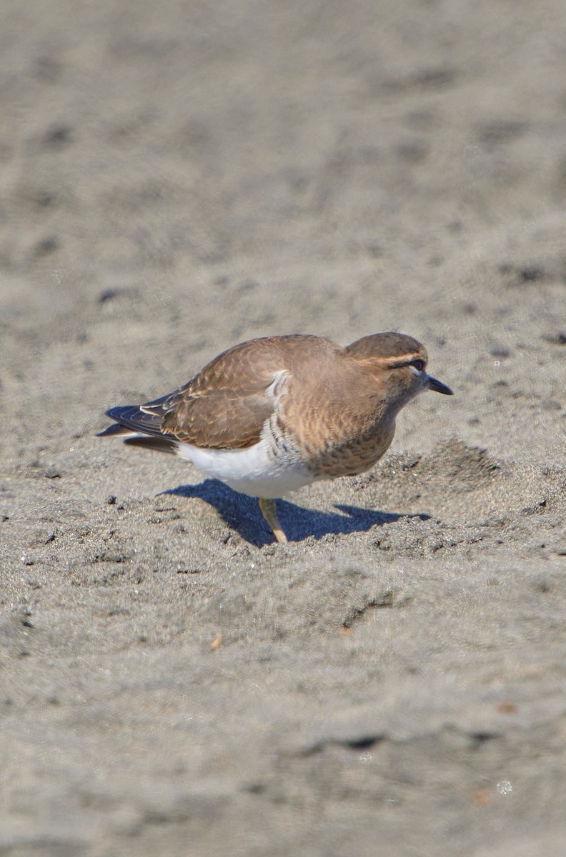 Rufous-chested Dotterel - ML619507287