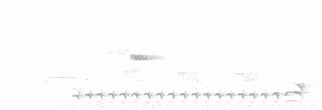 svartnakkemaurvarsler - ML619507290