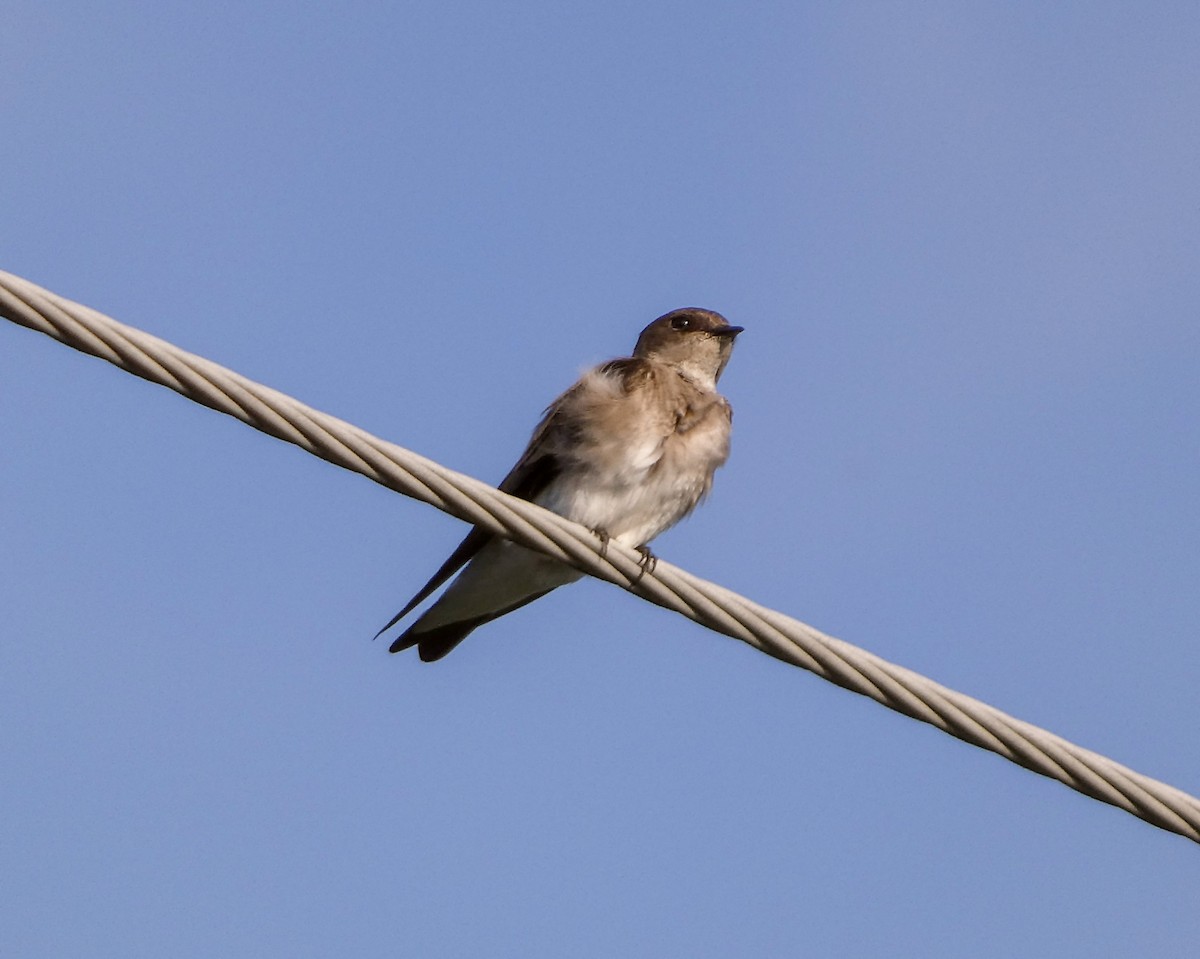 Northern Rough-winged Swallow - ML619507303