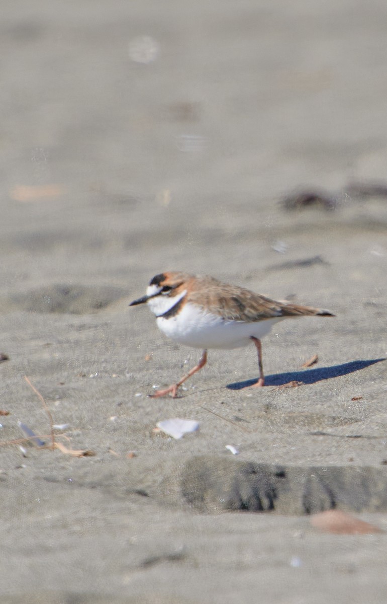 Collared Plover - ML619507321
