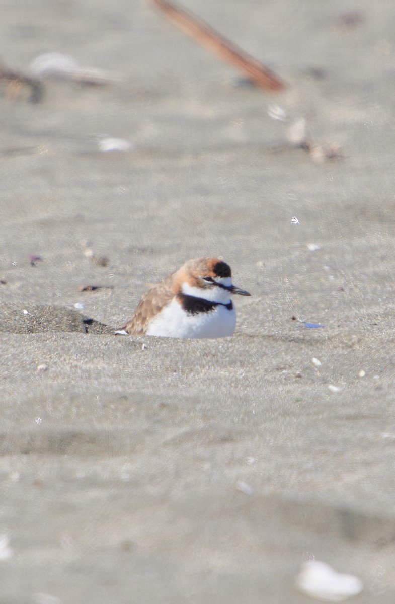 Collared Plover - ML619507322