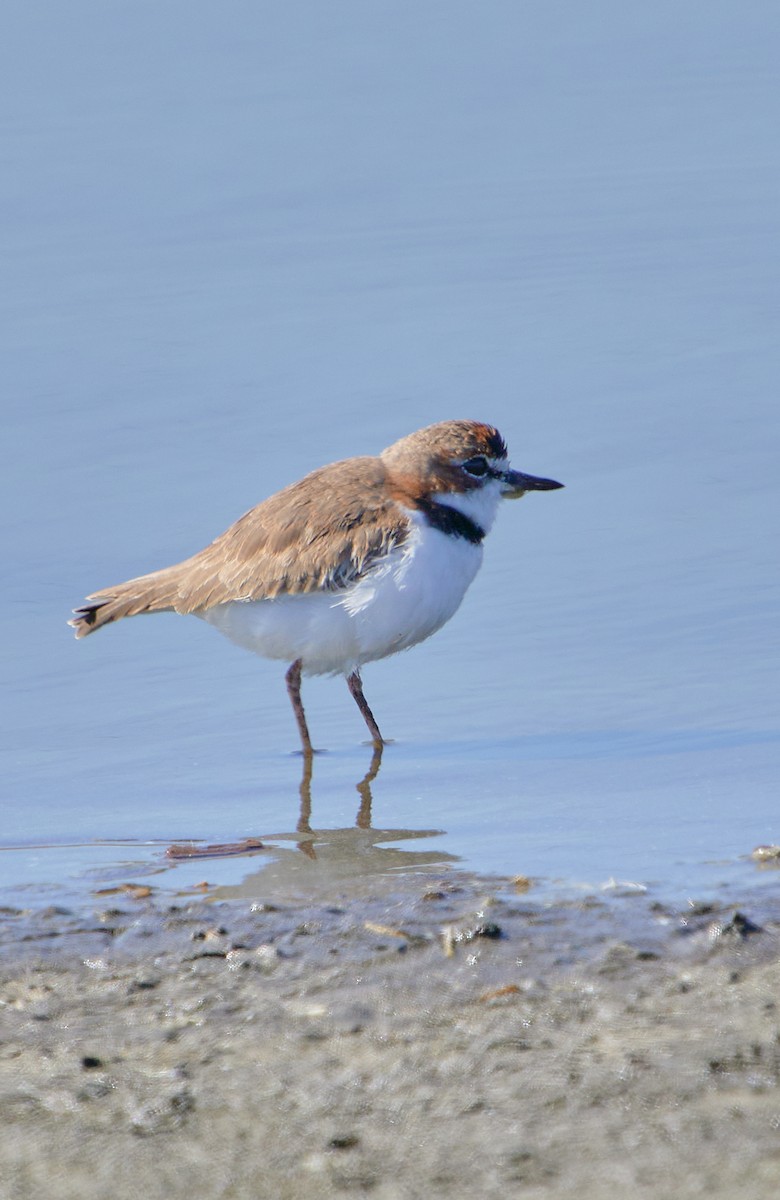 Collared Plover - ML619507323