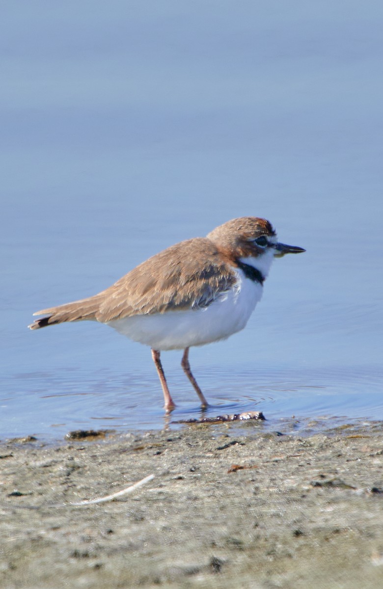 Collared Plover - ML619507325