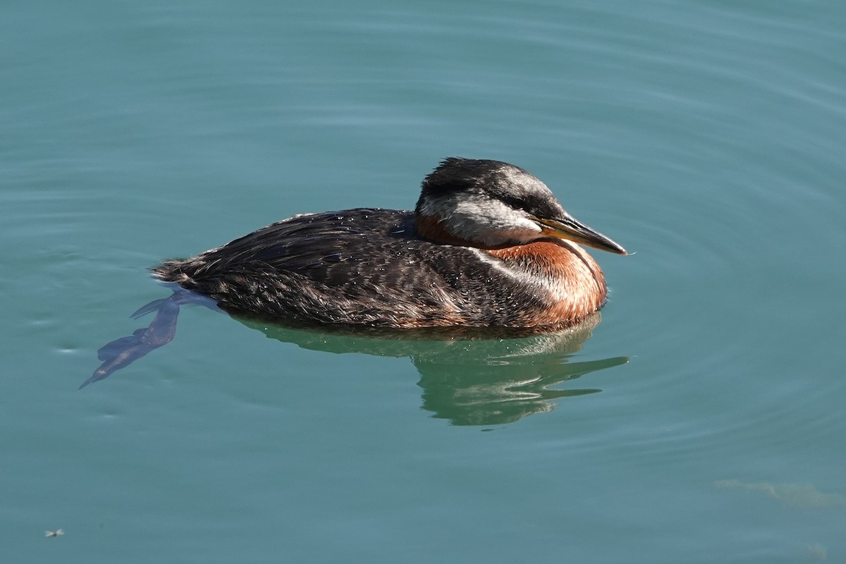 Red-necked Grebe - ML619507345