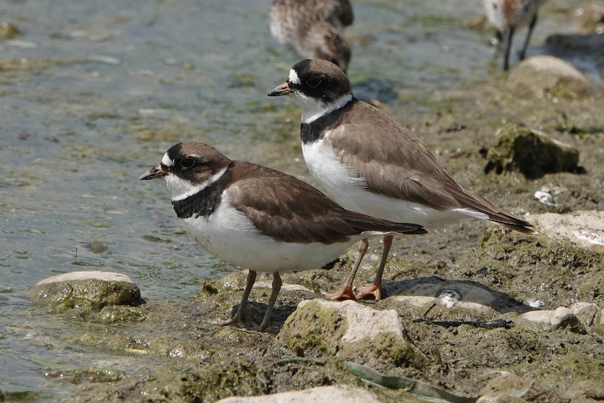 Semipalmated Plover - ML619507390